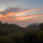טלי